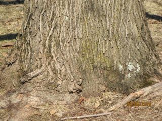 Winter Tree