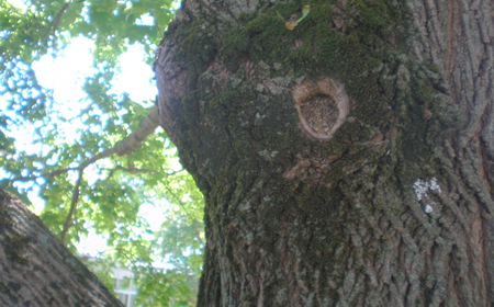 Spring bark