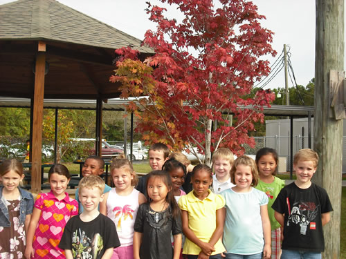 Fall Tree