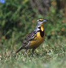 Meadowlark