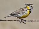 Western Meadowlark