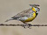 Western Meadowlark