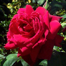 Oklahoma Rose