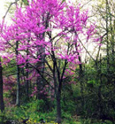 Red Bud