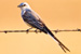 Scissor-tailed Flycatcher