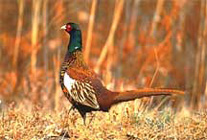 Chinese ring  neck pheasant