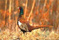 Chinese Ring Neck Pheasant