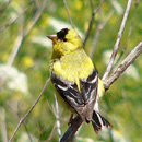 Willow Goldfinch