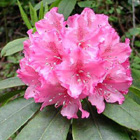 Rhododendron