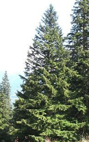 Western Hemlock