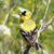 Willow Goldfinch