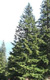 Western Hemlock